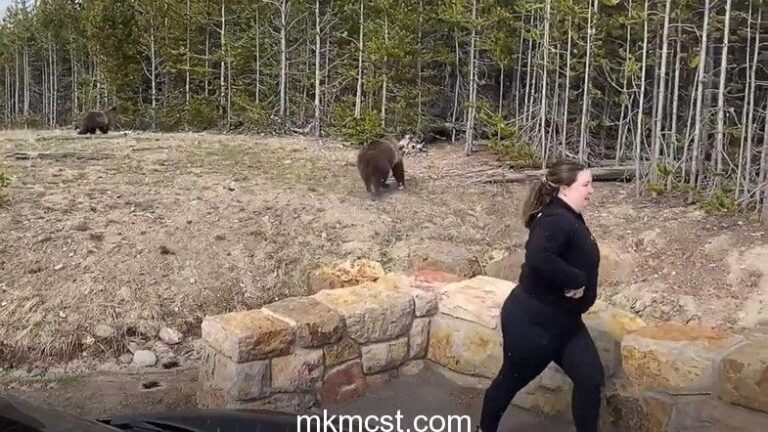 bear